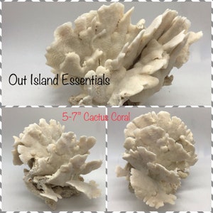 Cactus Coral I Stunning White Cactus Coral I Authentic Ocean Coral I  White Display Coral I All White Ocean Coral | White Coral  Centerpiece