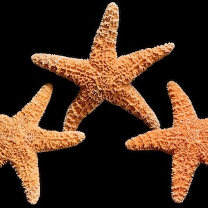 Puede incluir: Tres estrellas de mar naranjas sobre un fondo negro. Las estrellas de mar están dispuestas en forma de triángulo.