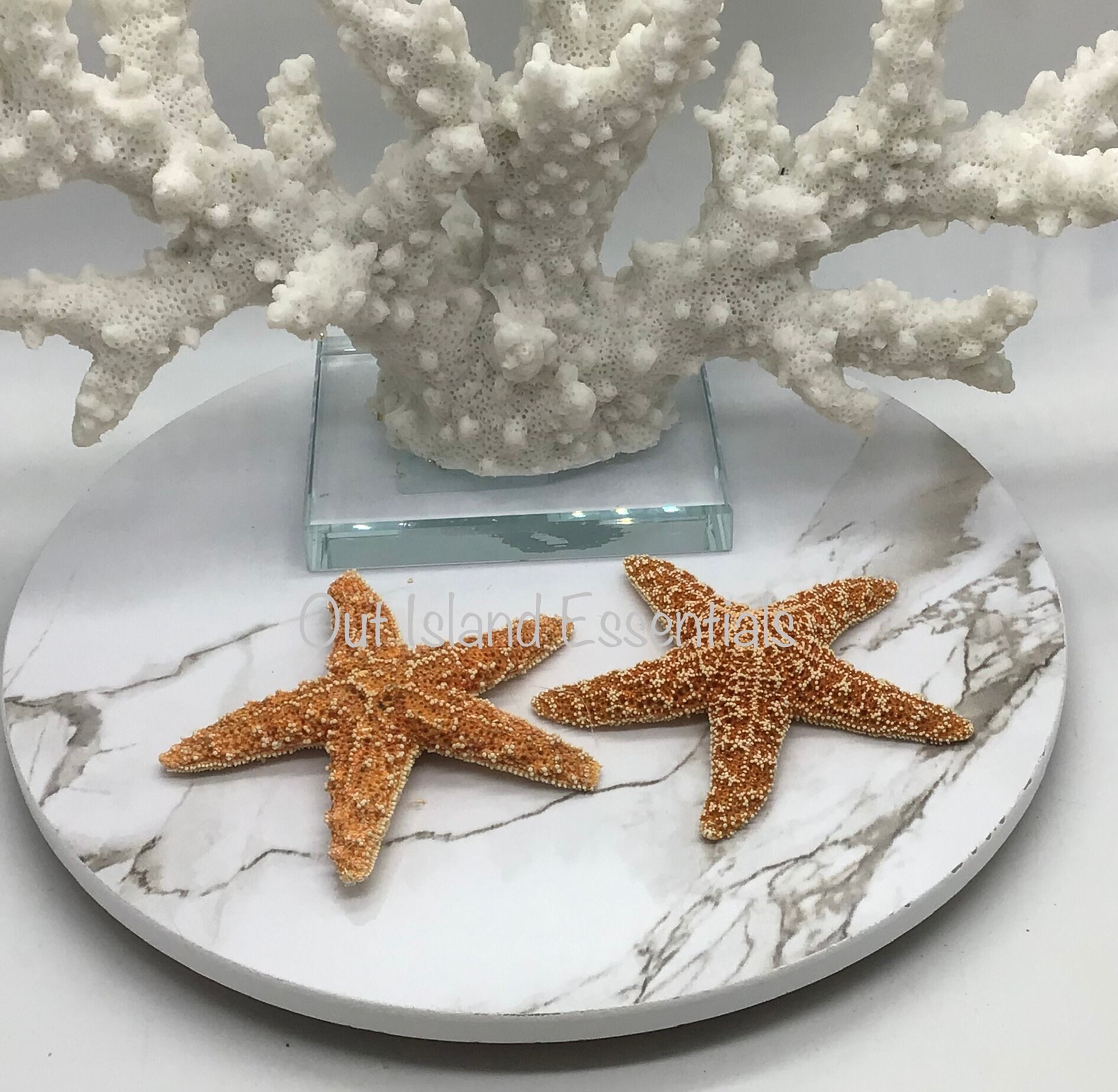 Small Natural Flat Starfish 2-3cm / Mini Flat Starfish / Sea Stars for  Crafts, Art, Shell Crafts, Resin Art / Wholesale Shell Supply 