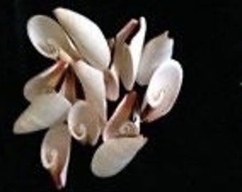 Strombus Lily Cut Shells I Sailor's Valentine I Craft Cut SeashellsI Pink Strombus Lily Cut ShellsI Pink Shells  I 1-1.5+”