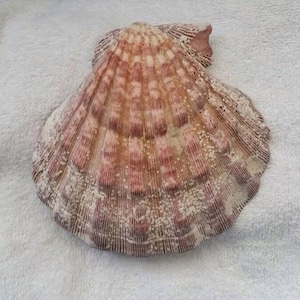 Concha de pata de leão natural, porta-cartões de visita, decoração costeira, concha de coletor, decoração náutica