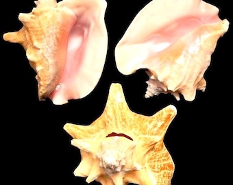 Bahamian Queen Conch Shell I  Pink Conch Shell SLIT BACK I Large Seashell I Wholesale Shells I ONE Shell Per Order I Medium & Large