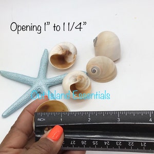 Whales Eye Seashells I Hermit Crab Shells I D Opening Craft Shells I 1.5-2&quot; Whales Eye I Opening Approximately 1&quot; - 1 1/4&quot;