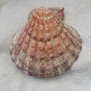 Concha de pata de leão natural, porta-cartões de visita, decoração costeira, concha de coletor, decoração náutica