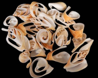 15-Pcs Multi Cut Canarium  Seashells I Craft Shells I Sliced Shells I Cut Canarium Shells I Sliced Seashells I Coastal Crafts I Beach Crafts