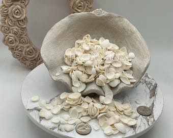 White Cay Cay Arc Shells – Small Craft Seashells (3/8-3/4")
