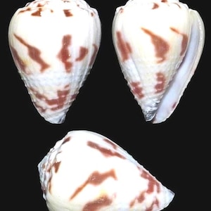 Conus Sponsalis I Size 3/4&quot; To 1” Craft Shells I Wholesale Cone Shells I FIVE Craft Shells