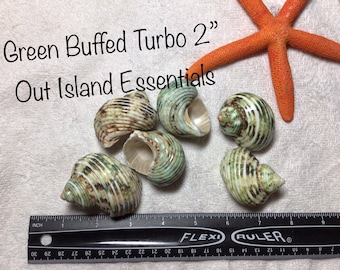 May include: Six green and brown turbo shells, each approximately 2 inches in diameter, on a white towel with a ruler and an orange starfish. Out Island Essentials is written in black text at the top of the image.