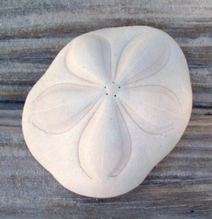 Giant Sea Biscuit 2 Seabiscuit Shell Seashells Beach Etsy