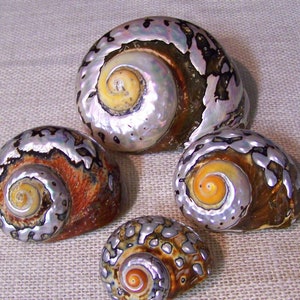 Polished Turbo Sarmaticus I Brown Turbo Seashell I Sarmaticus Specimen Seashell I Pearlized Turbo Shell I Bronze Turbo Shell