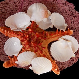 Florida Scallop I White Scallop I Small White Pectin Scallop Shells I Baby Pectin I Craft Shells I Beach Decor Shells I