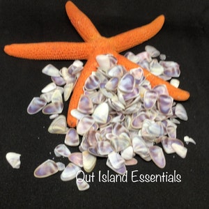 May include: A pile of small, iridescent purple and white seashells with a starfish on top. The shells are arranged in a random pattern and are scattered across a black surface. The text "Out Island Essentials" is visible in the bottom right corner of the image.