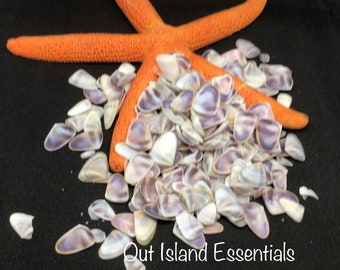 Coquina Shells I Tiny Craft Shells I Teeny Purple Craft Shells I Purple Coquina Seashells I Craft Shells I Wholesale Shells I 3/8 - 1/2"