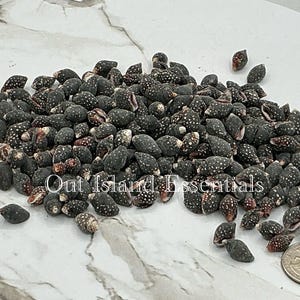 Pode incluir: Uma pilha de pequenas conchas cinza escuro com manchas brancas e interiores marrom avermelhado. As conchas estão espalhadas em uma superfície branca e cinza, com uma moeda visível para escala. O texto "Out Island Essentials" é parcialmente visível.