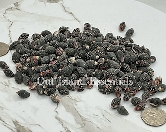 Spotted Columbella Shells I 4oz Tiny Black And White Seashells I 1/4" Columbella Shells I Small Craft Shells I Black Spotted Seashells