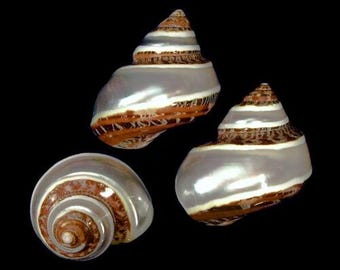 ONE Snakeskin Turbo Petholatus I Pearl Top Shell I Turbo Seashell I Turbo Petholatus Shells I Two Inch Hermit Crab Shells One Inch Opening