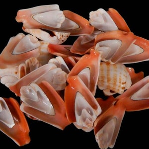 May include: A collection of orange and white seashells, with a variety of shapes and sizes, against a black background. The shells have a smooth, glossy texture and are arranged in a scattered pile.