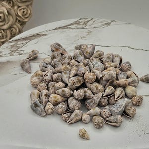 Conus Aristophanes I Size 3/4&quot; To 1” Craft Shells I Wholesale Cone Shells I FIVE Craft Shells