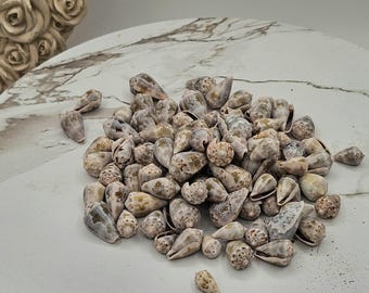 Conus Aristophanes I Size 3/4" To 1” Craft Shells I Wholesale Cone Shells I FIVE Craft Shells
