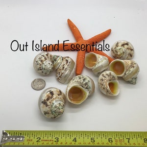 Perle mit Band versehener Goldmaul-Turbo-Muscheln I Gebänderte Goldmaul-Turbo-Muscheln I 2 &quot;Muschel 7/8&quot; bis 1&quot; Öffnungsmuscheln |