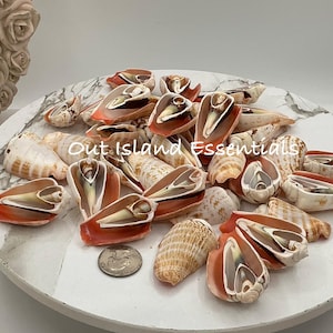 May include: A collection of sliced cone seashells with orange interiors and patterned white and brown exteriors, arranged on a white marble surface with a silver quarter coin for scale and the text Out Island Essentials visible.