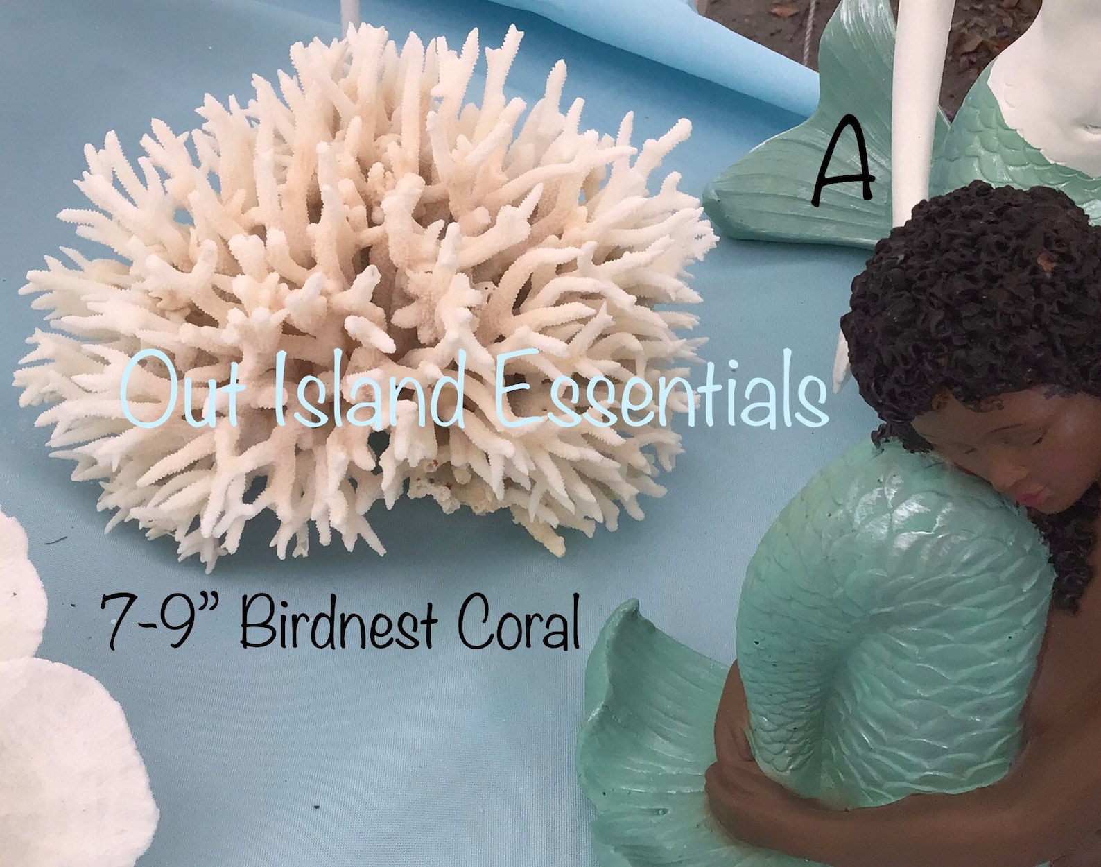 Bird Nest Coral I White Bird Nest Coral I Authentic Ocean Coral I White