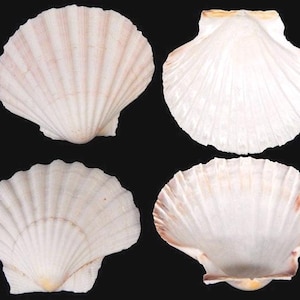 May include: Four white scallop shells with a fan-like ribbed texture are displayed against a black background. The shells have a natural, organic appearance, with subtle variations in color, ranging from white to pale pink and tan.