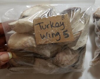 Brown Turkey Wing Seashells Ark Shells Arca Zebra Coastal Decor Beach ...