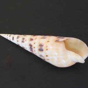 May include: A light brown seashell with dark brown spots and a pointed tip. The shell is smooth and has a glossy finish.