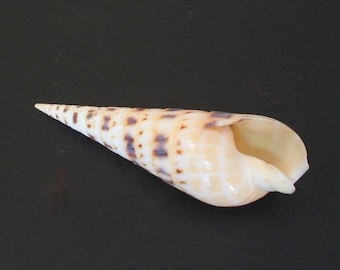 Sea Shell Mix-sea Shells Bulk-craft Sea Shells-beach Wedding Decor-brown Sea  Shell Mix-sea Shell Assortment Sea Shell Packs-craft Supplies 