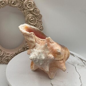 8" Natural Bahamian Queen Conch Shell I Pink Conch Shell SLIT BACK I Unedged Straight Out Of The Ocean I Cleaned Unprocessed Conch Shell image 11