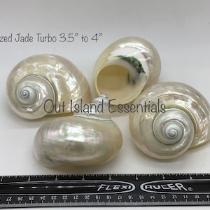 Jade-Turbo-Perle polierte Muschel I Perlmutt-Turbo Seashell I Jade-Perle-Turbo polierte Muscheln I verschiedene Größen Einsiedlerkrebs Muscheln