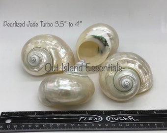 Jade Turbo Pearl Polished Shell I Pearlized Turbo Seashell I Jade Pearl Turbo Polished Shells I Assorted Sizes Hermit Crab Shells