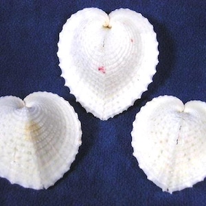 2 Pc. Cardium Cardissa I Heart Cockle Shells I White Seashells I Wedding Shells I Craft Shells I Love Shells I Angel Wing Shells