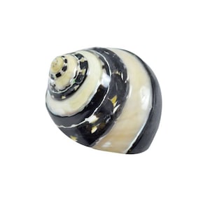 Magpie Banded Polished Seashell 1 1/4&quot; Opening I Magpie Black and White Shells I Approx. 2-2.5” I MagPie Hermit Crab Shells
