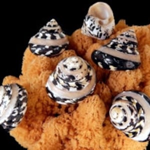 Pearl Banded Polished Arapica Pie Seashell 1&quot; OR 1.5&quot; Opening I Magpie Black and White Shells I Approx. 2” Or 3-4&quot; I Mag Pie Hermit Shells