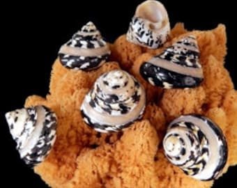 Polished Arapica Seashell: Banded Magpie Shell, Hermit Crab Supply