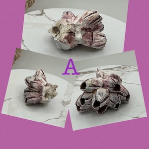 Purple Barnacle I Real Barnacle I Ocean Barnacles I Assorted Sizes I Authentic Ocean Barnacles I  I Purple Ocean Barnacles I Dried Barnacles