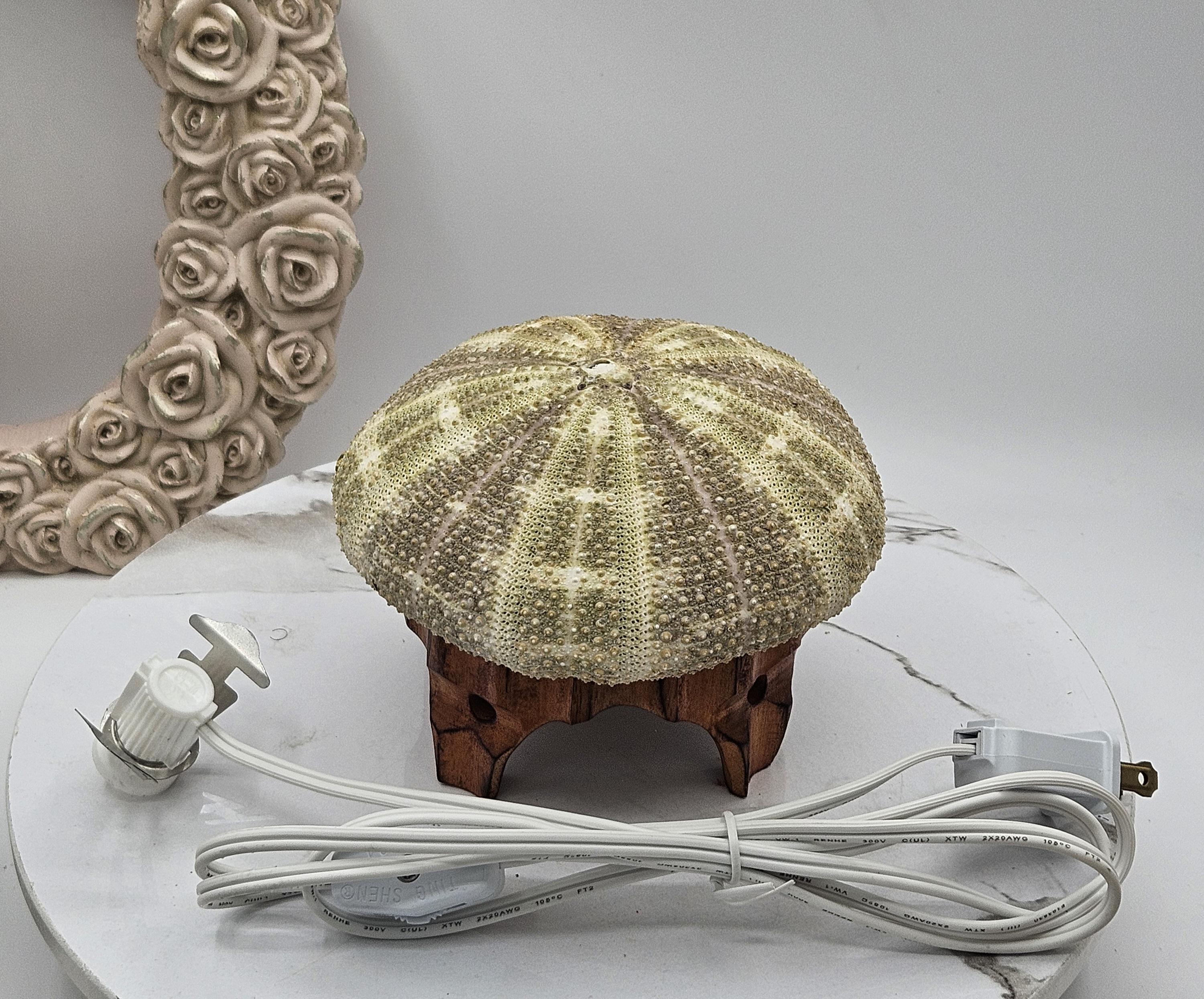 Sea Urchin Shell Light | Coastal Seashell Light | Conch Shell Light ...