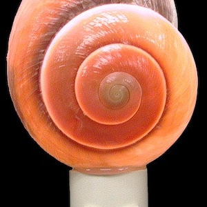 Puede incluir: Una luz nocturna de conchas rosadas con un interruptor blanco. La concha es de forma espiral con una luz en el interior.