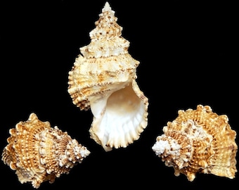 Fox Shell I Large 7-8" Pacific Lampas Shell I Display Shell I Specimen Frog Shell I Coastal Decor I Large Seashells