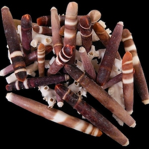 Peut inclure: Un ensemble d'épines d'oursins de mer aux tons bruns, violets et blancs, avec des motifs rayés et unis. Les épines sont disposées sur un lit de structures blanches ressemblant à du corail, sur fond noir. Ces éléments naturels créent un affichage unique.