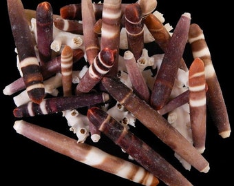 Urchin Spines I Pencil Urchin Shells 15 Pcs  I Sea Urchin Wands I Sea Urchin Spines I 1 To 3 Inch Craft Shells