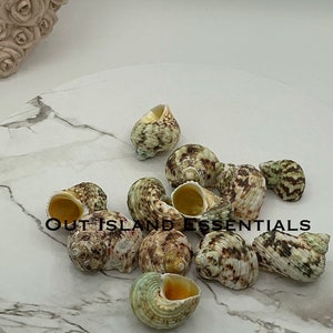 3 Pcs. Goldmouth Turbo I Approx. 1 3/4 - 2" Turbo Shells I Gold Turbo Seashells I Hermit Crab Shells I Hermit Crab Homes I Gold Mouth Turbo