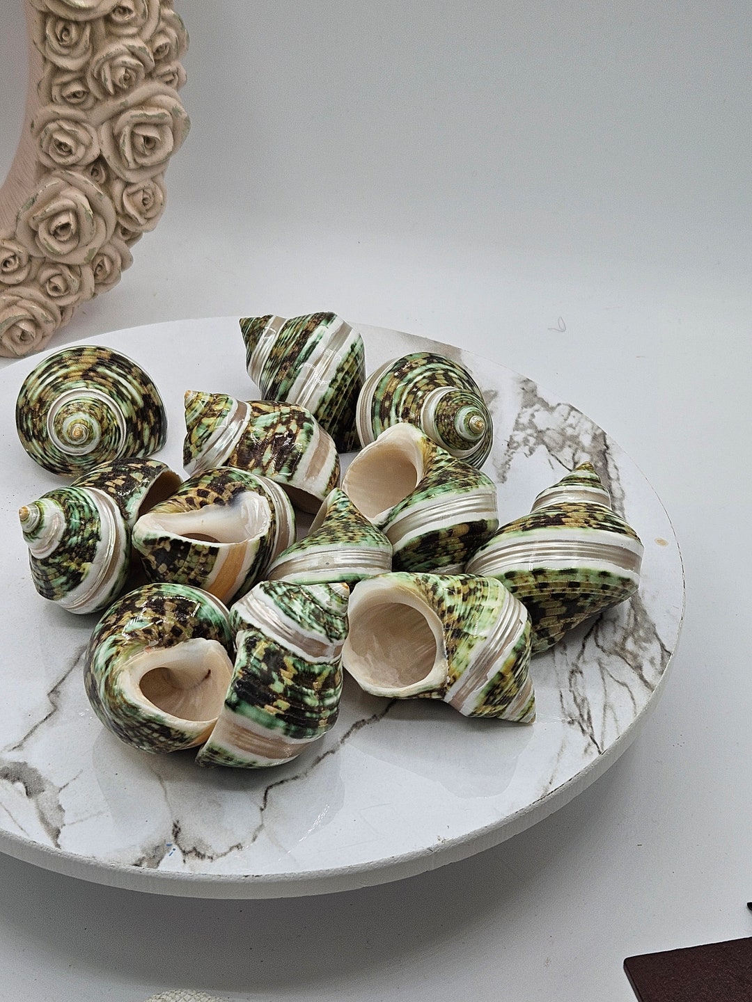 Green Turbo Pearl Banded Shells I Pearl Stripe Turbo I Hermit Crab ...