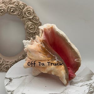 8" Natural Bahamian Queen Conch Shell I Pink Conch Shell SLIT BACK I Unedged Straight Out Of The Ocean I Cleaned Unprocessed Conch Shell image 4