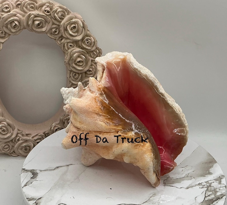 8" Natural Bahamian Queen Conch Shell I Pink Conch Shell SLIT BACK I Unedged Straight Out Of The Ocean I Cleaned Unprocessed Conch Shell image 4