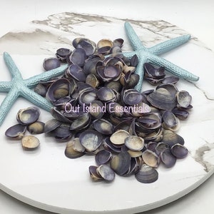 5oz Purple Baby Clam Seashells I Wholesale Shells I Purple Baby Clams I Purple Seashells I Purple Shells I Craft Shells Approx. 1/2-3/4&quot;