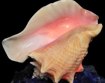 Bahamian Queen Conch Shell Light I Pink Conch Shell Night Light I SLIT BACK I Large Conch Shell Light I Conch Decor I Approximately 7 - 8"