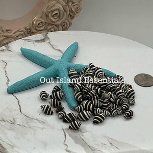 Può includere: Una stella marina turchese con conchiglie a strisce bianche e nere su una superficie di marmo bianco. Il testo "Out Island Essentials" è visibile nell'immagine.